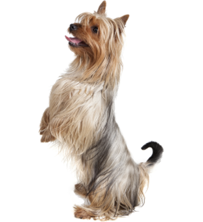Picture for category Australian Silky Terrier