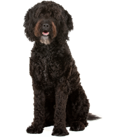 Picture for category French Water Dog (Barbet)