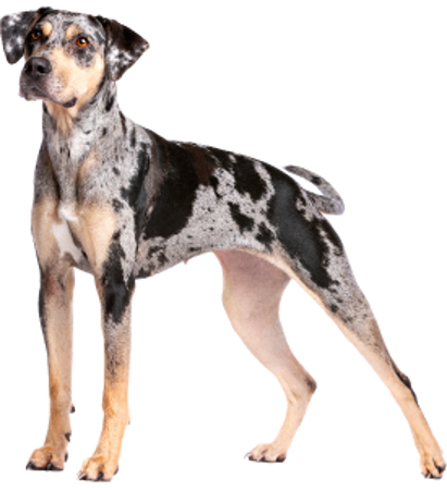 Slika za kategorijo Catahoula Leopard Dog