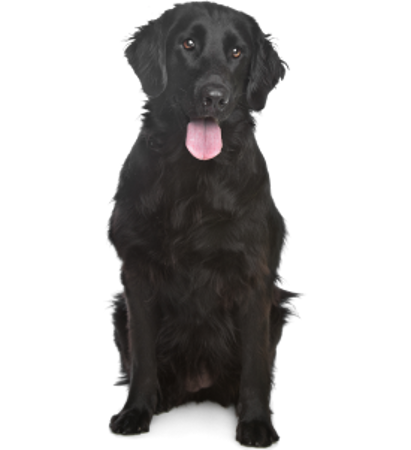 Picture for category Flat Coated Retriever