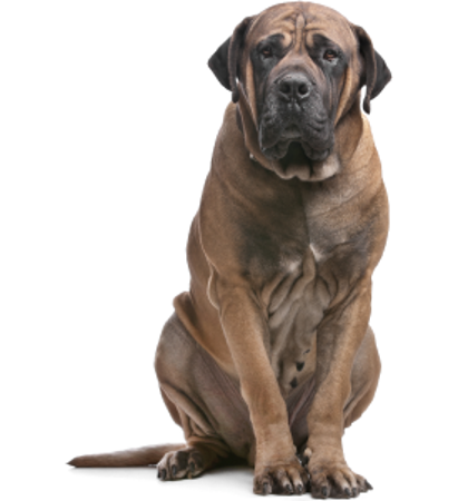 Slika za kategorijo Afriški Boerboel