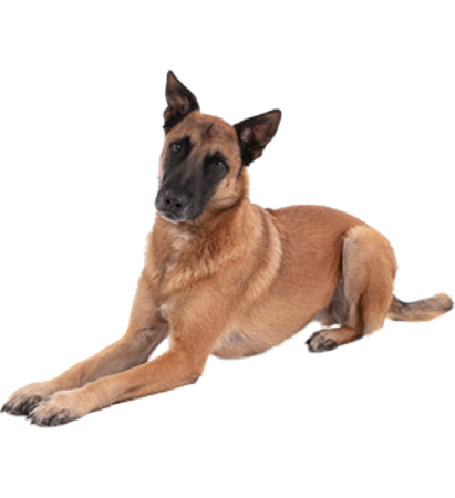 Slika za kategorijo Belgijski ovčar - Malinois