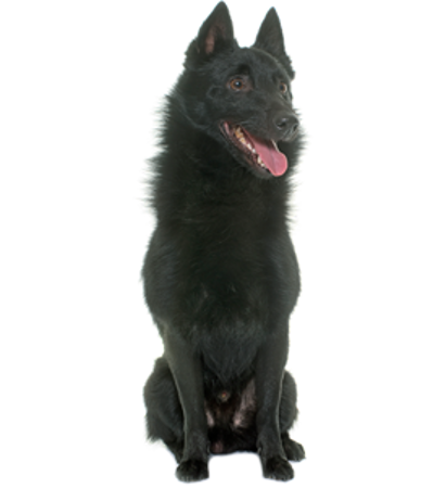 Slika za kategorijo Schipperke