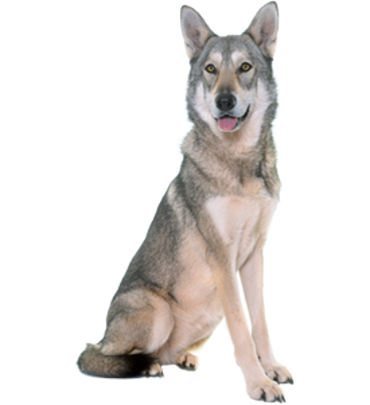 Slika za kategoriju Saarlouov vučji pas