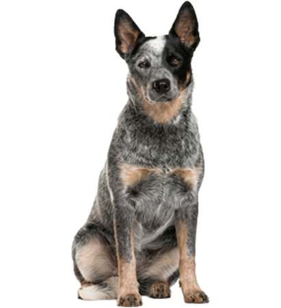Picture for category Australian Cattle Dog