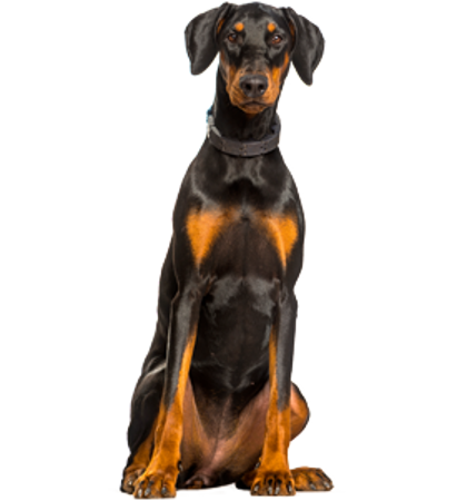 Picture for category Doberman Pinscher