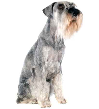 Picture for category Schnauzer (standard)