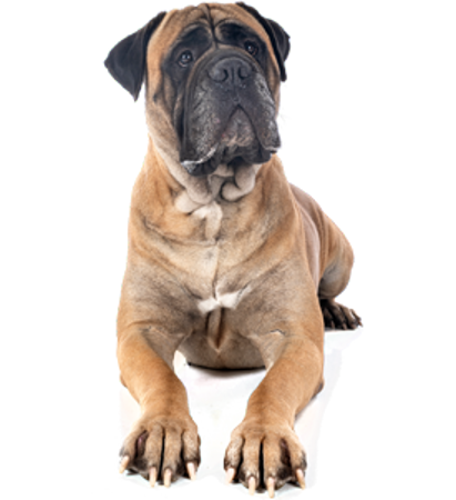 Picture for category Bullmastiff