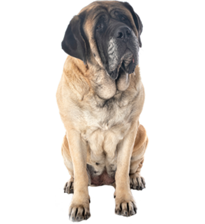 Picture for category Mastiff