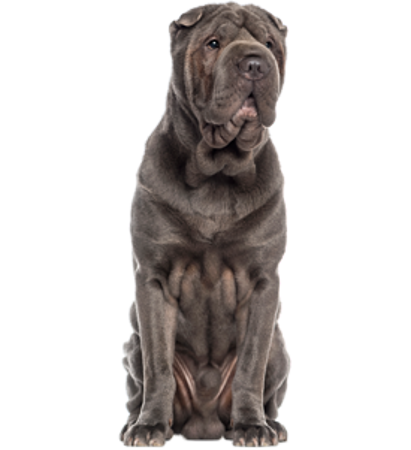 Slika za kategorijo Shar Pei