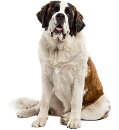 Picture for category Saint Bernard Dog