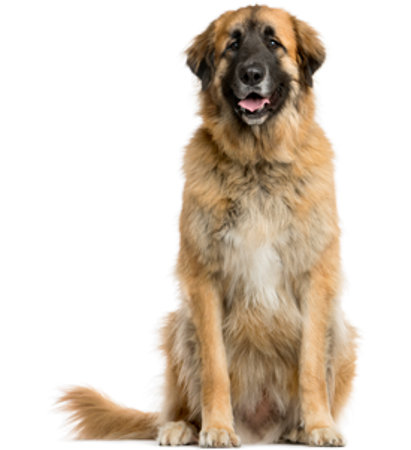 Picture for category Leonberger
