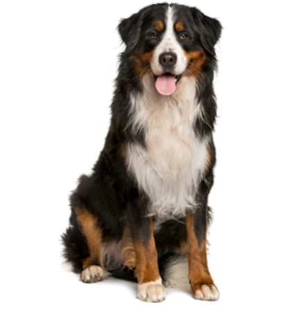 Slika za kategorijo Bernski planšarski pes