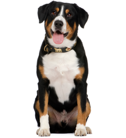 Picture for category Entlebucher Mountain Dog