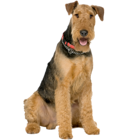 Picture for category Airedale Terrier