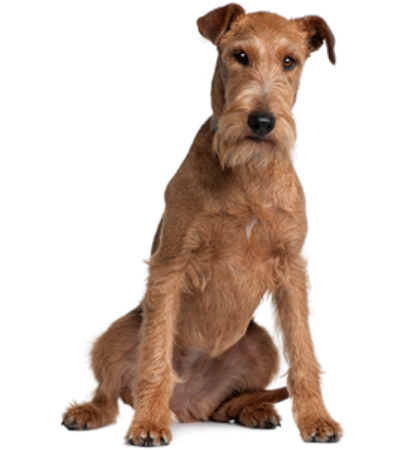 Picture for category Irish Terrier