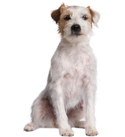 Picture for category Parson Russell Terrier