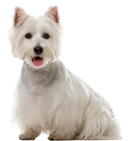 Picture for category West Highland White Terrier