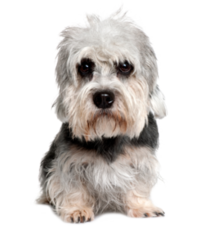 Picture for category Dandie Dinmont Terrier