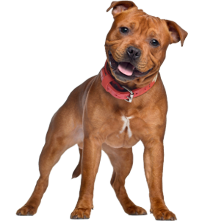Picture for category Staffordshire Bull Terrier