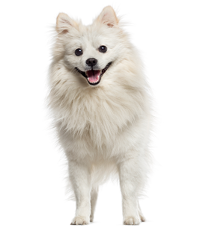 Picture for category German Spitz