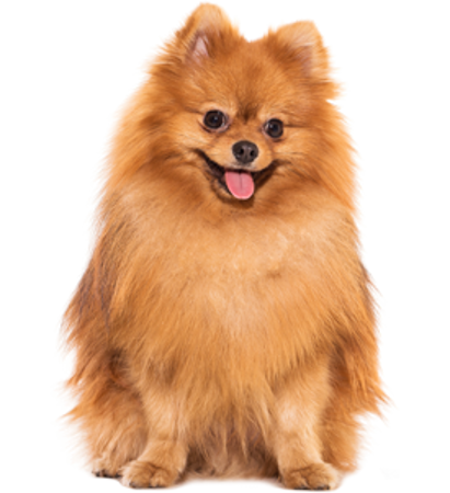 Picture for category Pomeranian
