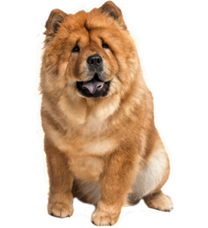 Picture for category Chow Chow
