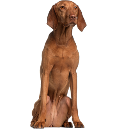 Picture for category Hungarian short-haired pointer (Vizsla)