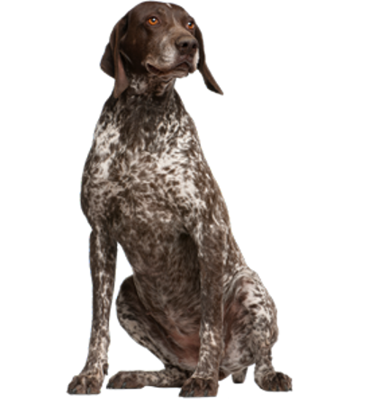 Picture for category German Shorthaired Pointer