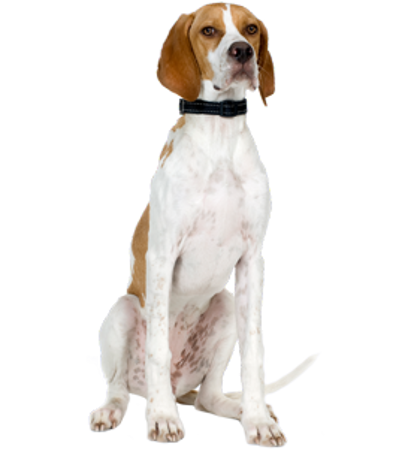 Picture for category English Pointer