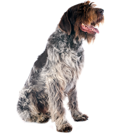 Picture for category Wirehaired Pointing Griffon (Korthals)