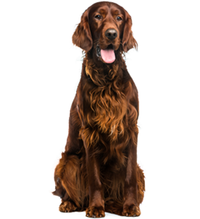 Picture for category Irish red setter