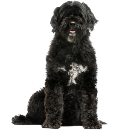 Picture for category Portuguese Water Dog