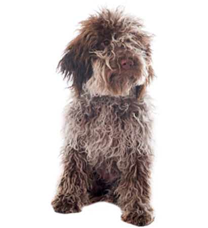 Picture for category Romagna water dog (Lagotto Romagnolo)