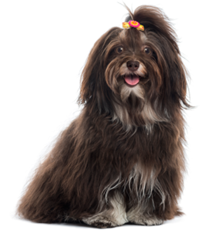 Picture for category Havanese