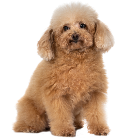 Picture for category Poodle- Toy