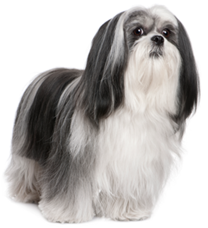 Picture for category Lhasa Apso