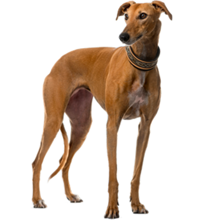 Bild für Kategorie Spanischer Windhund