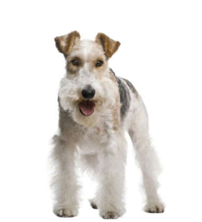 Picture for category Fox Terrier