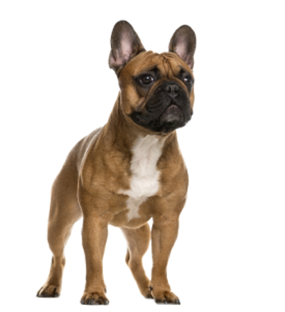Bild für Kategorie Französische Bulldogge