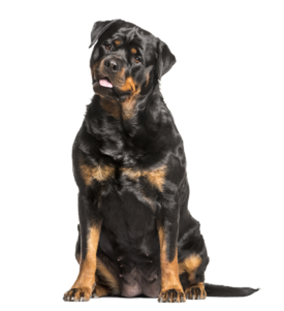 Picture for category Rottweiler