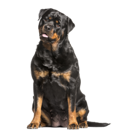 Slika za kategorijo Rottweiler