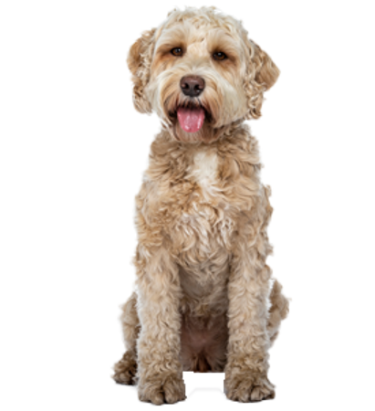 Picture for category Labradoodle