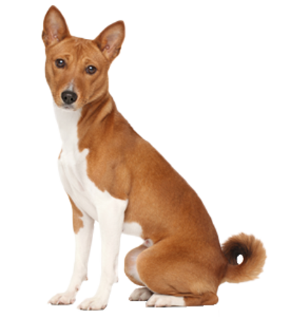 Slika za kategorijo Basenji