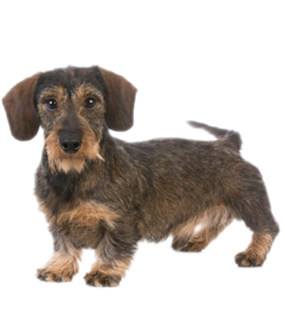 Picture for category Dachshund wire haired miniature