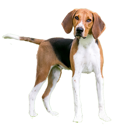 Picture for category American Foxhound