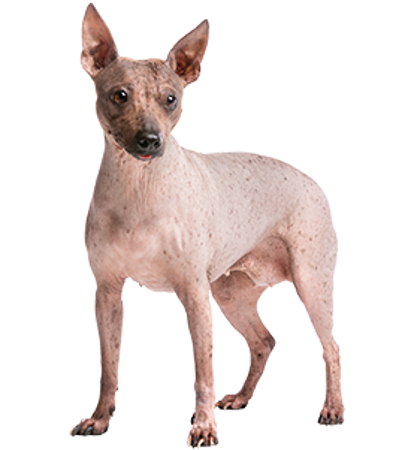 Image de la catégorie American Hairless Terrier