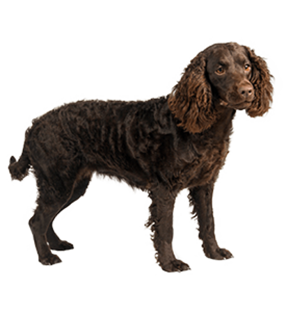 Picture for category American Water Spaniel