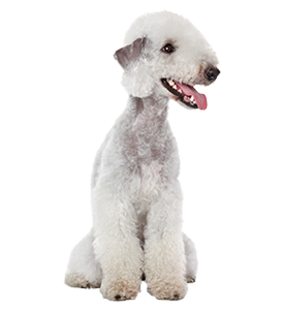 Picture for category Bedlington Terrier