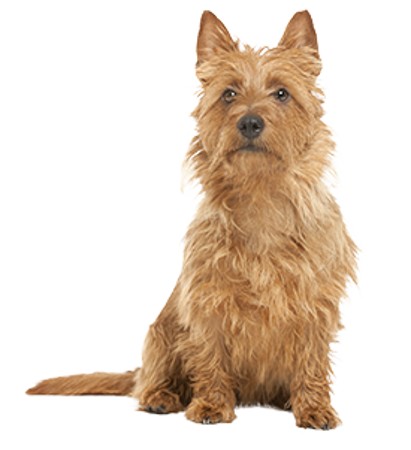 Picture for category Australian Terrier
